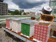 ljubljana_beepathnet_beehive_rooftop