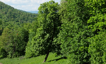 harang-volgy-boritokep