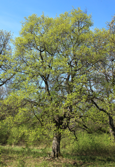 Acer_campestre_habitus_kihajtasban2