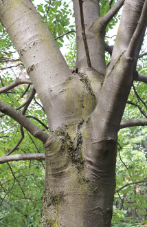 Fraxinus_ornus_torzse