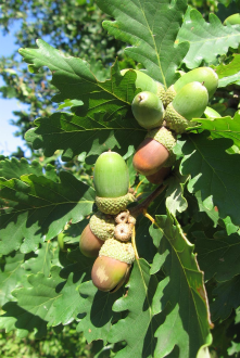 Quercus_petraea_termesek