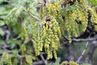 Quercus_pubescens_porzos_barkakkal