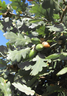 Quercus_pubescens_termesben