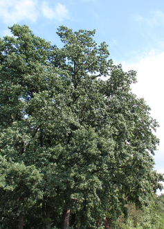 Quercus_robur_idos_fa_habitusa