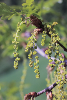 Quercus_robur_porzos_barkai