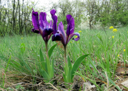 Botanikai_seta_2024_05_24_Apaca_ret_Iris_pumila_foto